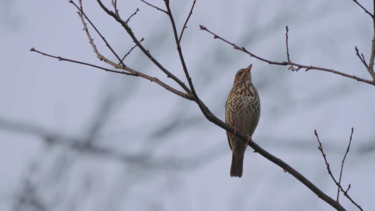 pájaro cantor tuiteando mientras está encaramado en una rama de árbol en el bosque - tiro de ángulo bajo con fondo borroso
