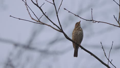 song thrush bird tweeting while perched on a tree branch in the forest - low angle shot with blurry background