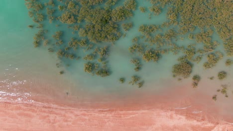 white seabirds soaring above the turquoise beach mangroves of broome, new zealand