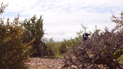 Ground-level-shot-tracking-a-Magellanic-Penguin-walking-through-the-bushes-with-clouds-in-the-background