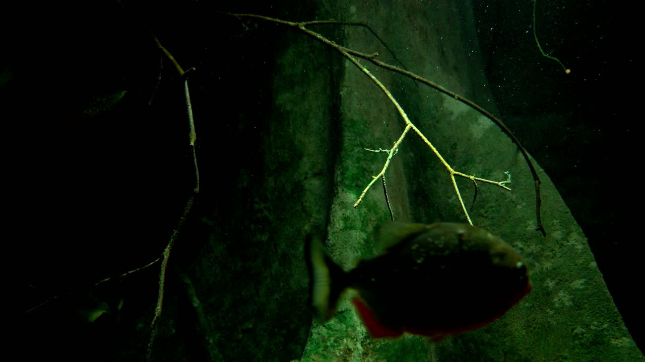 peces nadando en un acuario