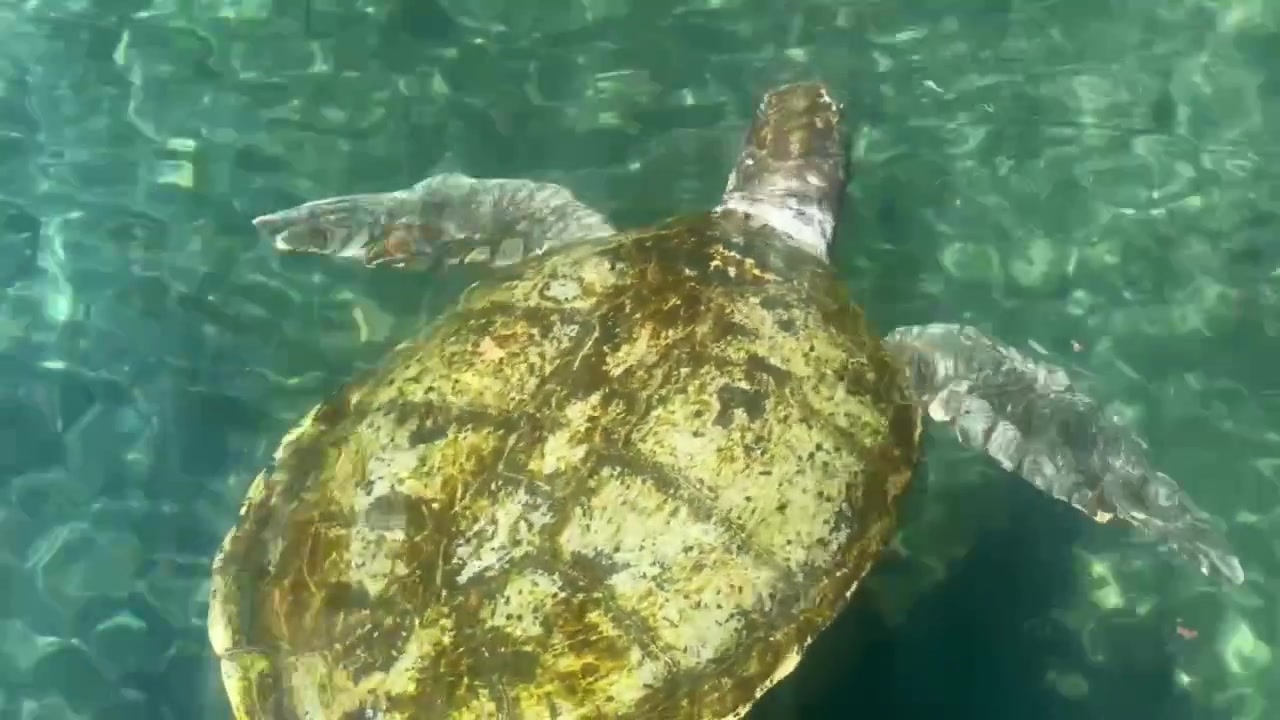 Close-up volgshot uit de hand van een groene zeeschildpad die zwemt in een zoutwaterlagune in Xcaret Park in Mexico. 4K
