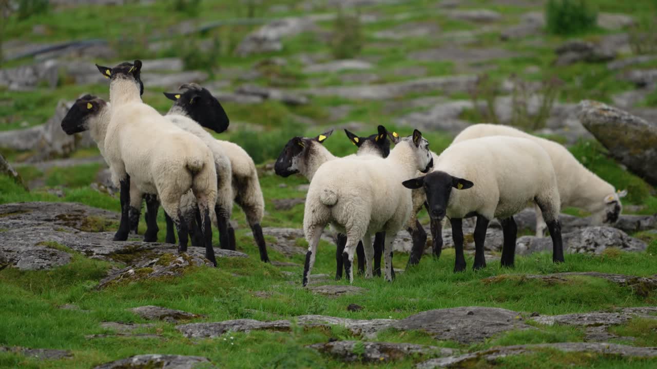 A flock of black-faced sheep grazes among the large rocks of a rugged, green pasture in rural Ireland. A beautiful and authentic scene of hardy livestock