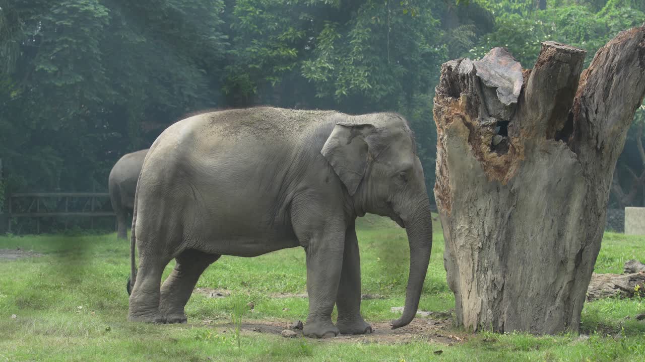 動物園で自由に歩き回り遊ぶゾウたち。