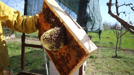 inside and out of the honey bee hives