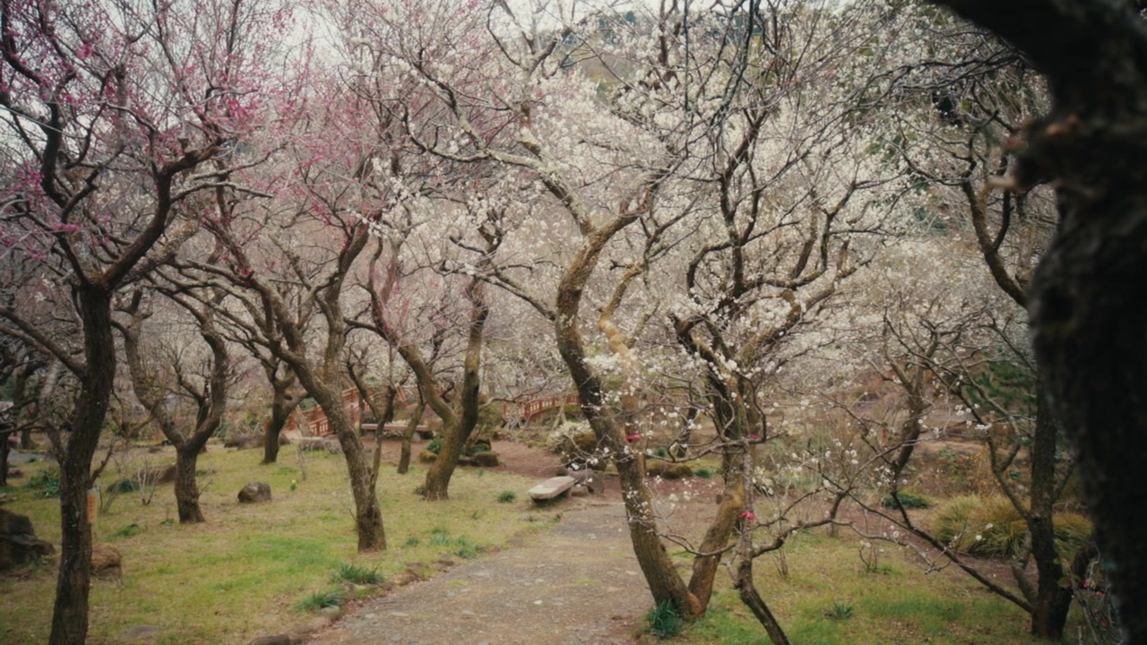 Al Giardino dei Pruni di Atami in Giappone, alberi di prugne contorti e segnati dal tempo creano un baldacchino da sogno di fiori bianchi e rosa, rendendolo una delle destinazioni più celebrate della regione per l'inizio della primavera.