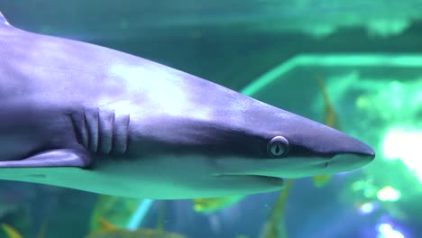 Shark-swim-underwater-close-up-view-of-eye