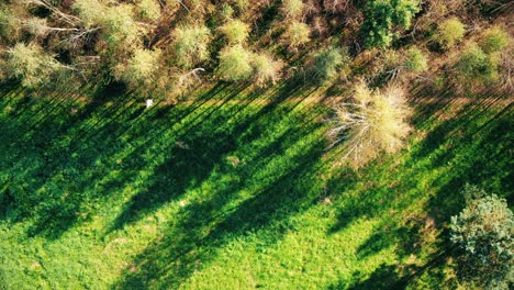 Aerial-View-Above-Road-in-Forest-in-Fall