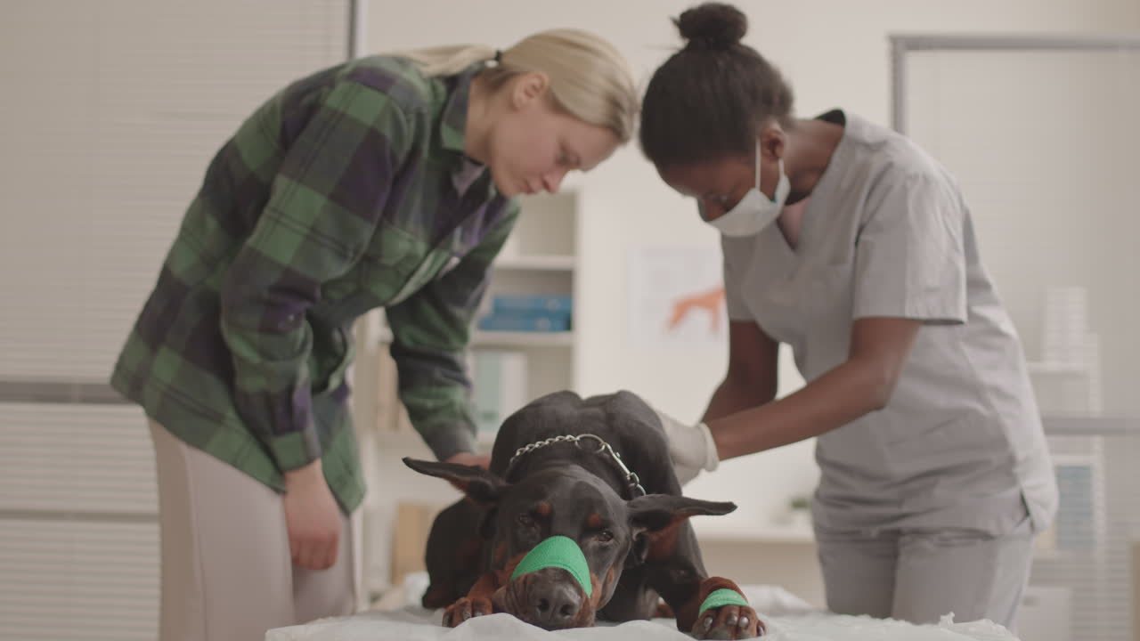 Owner Assisting Veterinarian with Dog Examination