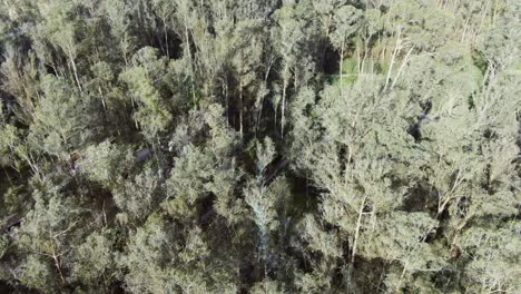 Bosque-De-Eucaliptos-Visto-Desde-El-Aire