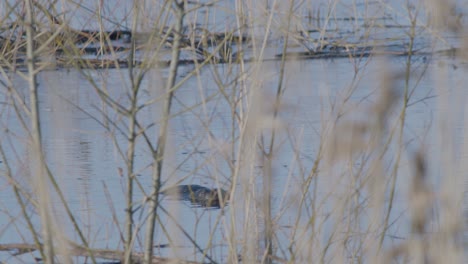 Wild-beaver-swimming-in-lake-and-making-splashes