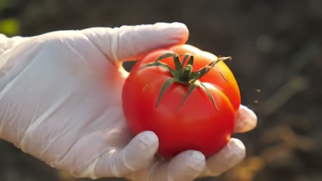 a close-up view of a freshly harvested tomato held in a gloved hand, showcasing its vibrant red color and healthy appearance against a natural background