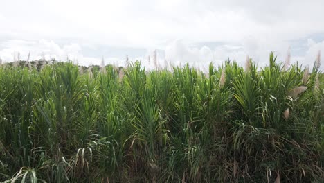 las orillas del río cotos dominadas por numerosas plantas altas y jugosas de caña