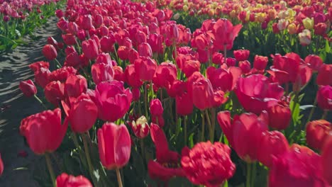 red tulips on dutch tulip farm fields in netherlands on sunny day with numerous flowers of various colors