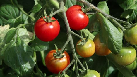 bunch of gardeners delight tomatoes ripening on the plant