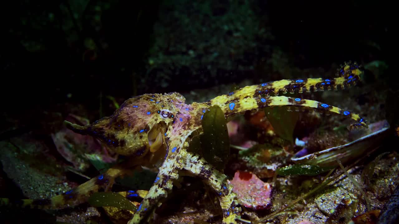Southern Blue-Ringed Octopus Hapalochlaena maculosa 4k 25fps