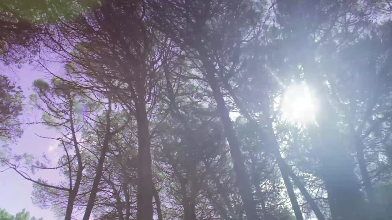 Bright Sun Rays Through Green Tree Canopy in Forest