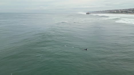 breathtaking aerial shot surfer taking advantage of the low tide and powerful waves at manhattan beach on a overcast day