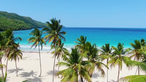 aerial over palm trees swaying in ocean breeze on white sand beach toward idyllic turquoise caribbean sea