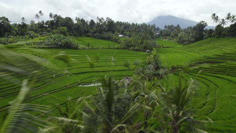 drone shot of beautiful rice terraces and fields in bali.