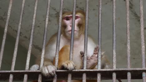 macaco rhesus mirando abatido detrás de las rejas de metal del recinto
