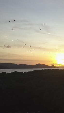 espectáculo nocturno de zorros voladores cerca de la isla de komodo, indonesia
