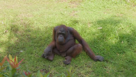 male adult orangutan sitting on the grass under the shade of a tree