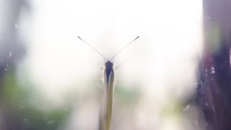 유리 병 에 잡힌 초록색 나방 의 매크로 이미지