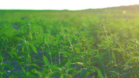 vastos campos de marihuana o dobladillo meciéndose suavemente en la brisa de la mañana