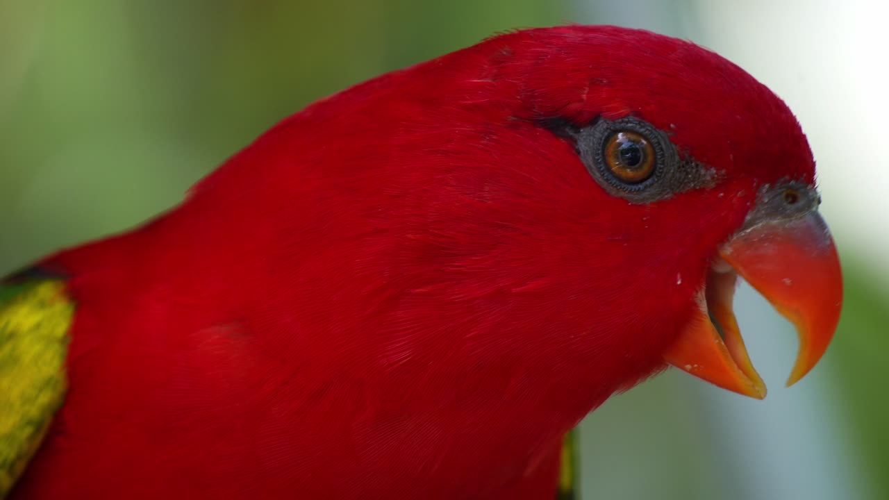 Primo piano di un Lori chiacchierone (Lorius garrulus) appollaiato su un ramo d'albero, che si guarda intorno ed emette richiami