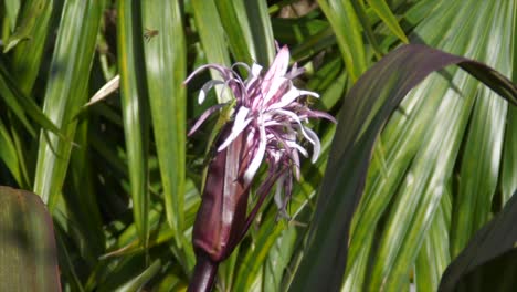 a bee visits a queen emma hawaiian spider lily flower on a sunny day in the pacific