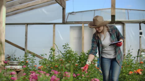 a florist with a tablet computer walks in a greenhouse and audits and checks flowers for small business accounting touch and watch plants