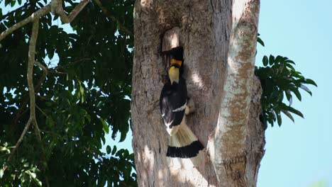 Alimentando-A-La-Hembra-Atrapada-Dentro-De-La-Madriguera-Como-Su-Nido,-Gran-Cálao-Indio-Buceros-Bicornis,-Parque-Nacional-Khao-Yai,-Tailandia