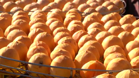 making process of sun exposuring dried persimmon in a sieve in autumn.