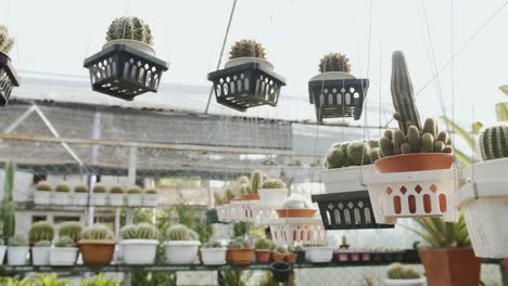 a couple of cactus plants in a pot hanging down by a string in a gardening store, slider shot