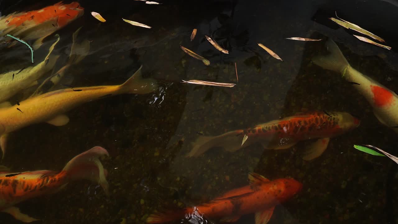 Mehrere rote, weiße und mehrfarbige Fische bewegen sich anmutig durch seichtes Wasser, während einige Zweige sanft auf der Oberfläche schwimmen.