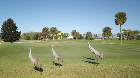 four florida sandhill cranes strut on golf course, tracking pan left