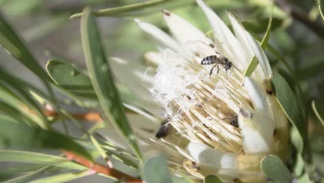 Abeja-Melífera-Del-Cabo-En-Los-Estambres-De-Las-Flores-De-La-Protea-Rey-Durante-La-Primavera-En-Sudáfrica