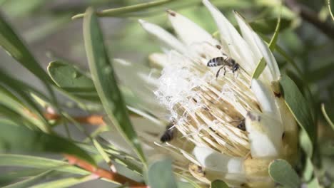abeja melífera del cabo en los estambres de las flores de la protea rey durante la primavera en sudáfrica