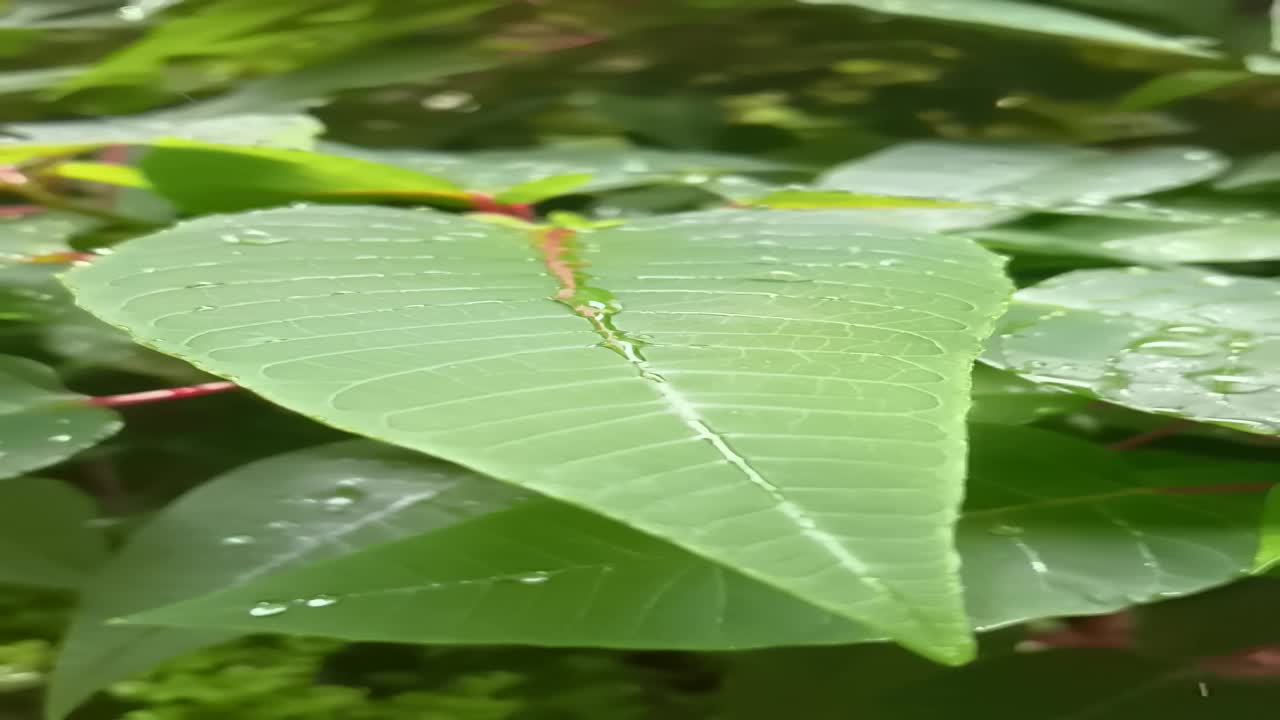 raindrops on leaf slow-motion video