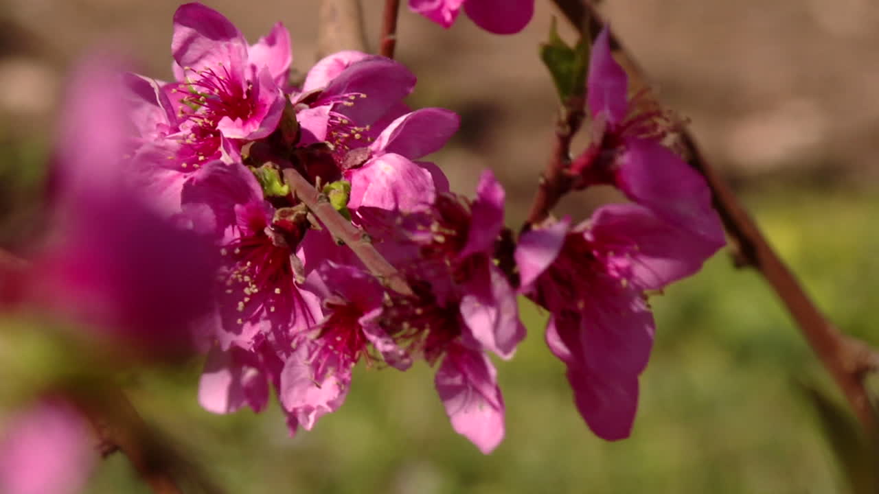 아름다운 분홍색 꽃