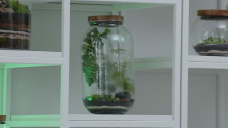 Botanical-workshop-with-the-tiny-floral-composition-ecosystem-in-the-glass-terrarium-trucking-right-close-up