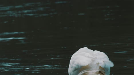 A-stationary-shot-of-a-floating-swan-on-the-water-while-cruising-the-river