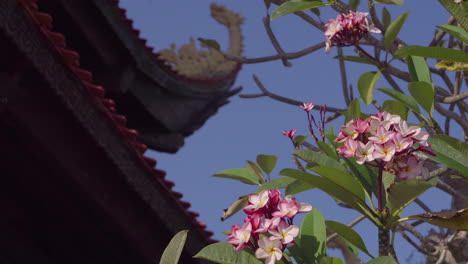 plumeria flowers blooming by a traditional asian temple
