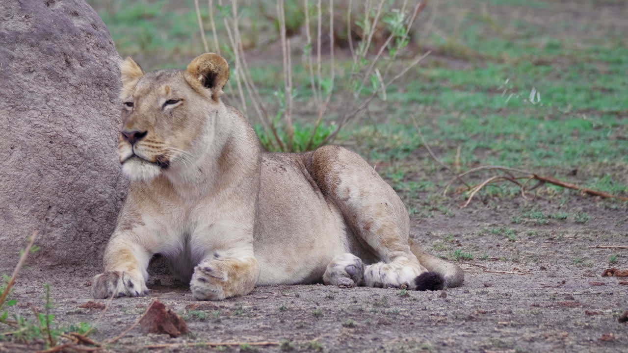 roept een leeuwin terwijl ze tegen een koele rots ligt in het dorre landschap