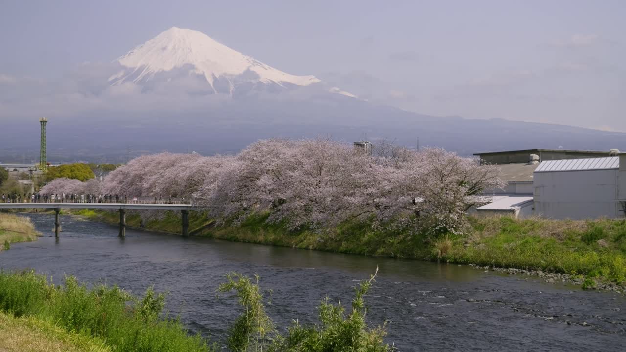 Incredible Fuji and Sakura view in Japan next to river
