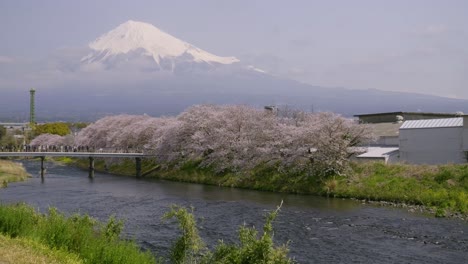 incredible fuji and sakura view in japan next to river