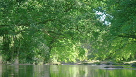 peaceful scene as river flows under green tree canopy in forest