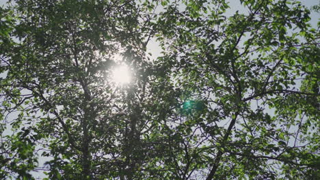 tree branches with lush foliage against shining sun in park