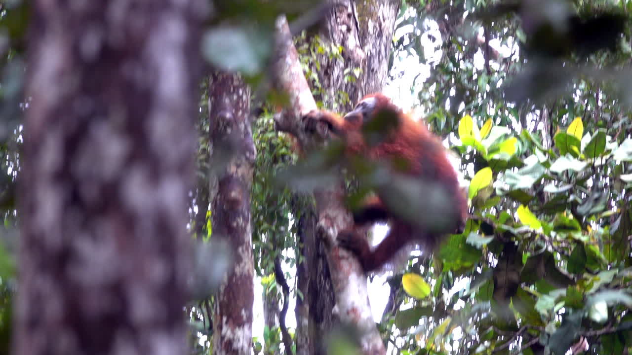 An orangutan straddles two trees and climbs